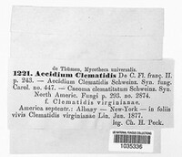 Puccinia clematidis image